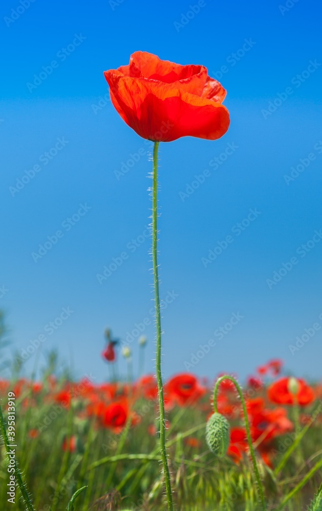 Obraz premium Red poppy flowers in a field