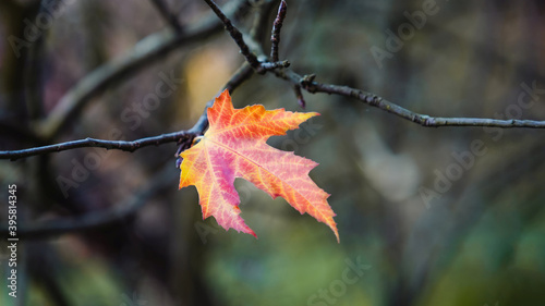 Alone autumn leaf of silver maple on twig, nature background