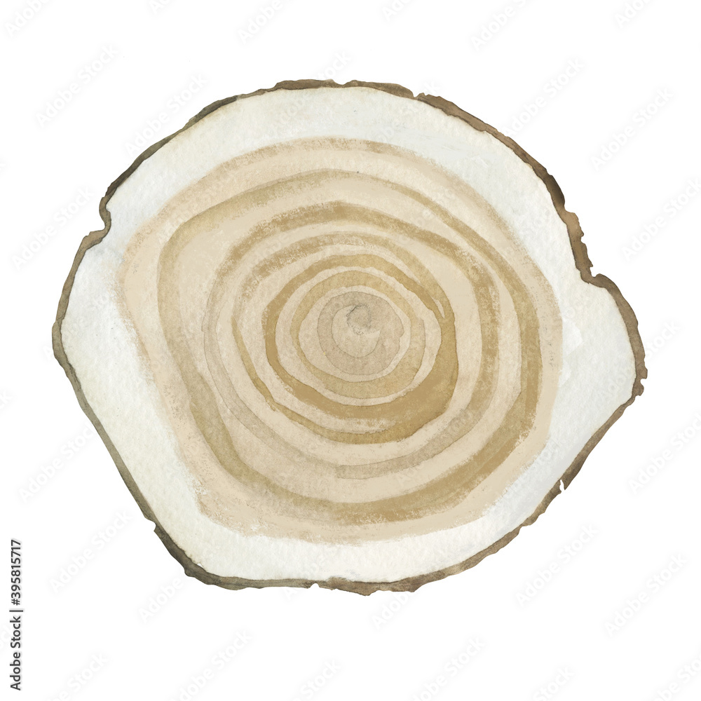 Realistic wooden slice cut piece isolated design element for decoration use. Wedding banner, postcards, design. Watercolor illustration on a white background. Timber material. Realistic wooden slice cut piece isolated design element for decoration use. Wedding banner, postcards, design. Watercolor illustration on a white background. Timber material.