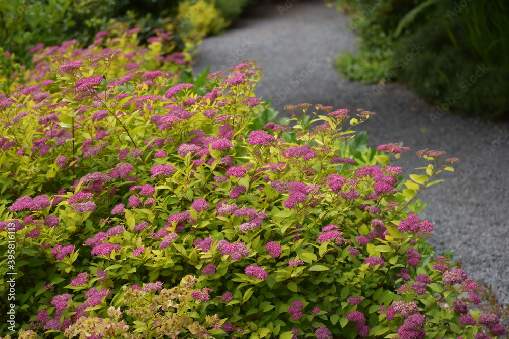 Obraz premium Pink flowers along the path