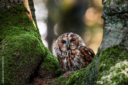 Close-up portrait of a beautiful owl on a colorful background of an autumn forest. Tawny Owl, Strix aluco.