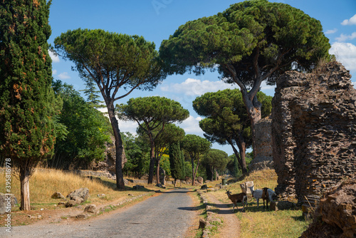 Brick tombs photographed in October with goats on the Appia Antica. The most important road of the Roman Empire, remains of the pavement, other tombs, rich vegetation, maritime pines, cypresses. Rome.