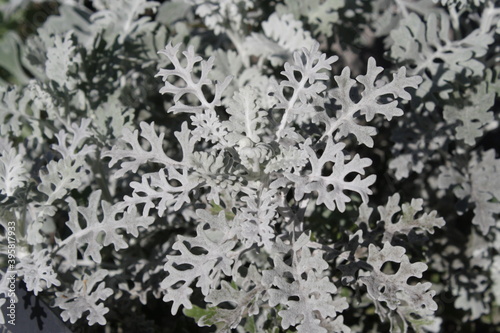 planta gris artemisia arborescens powis castle