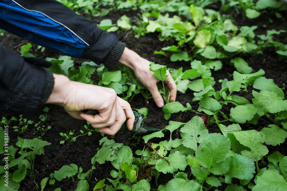 a man works in a vegetable garden, harvests fresh radishes 1 a man works in a vegetable garden, harvests fresh radishes 1