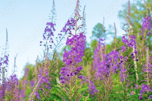 Field of blooming sally flowers, wild medicinal herbal tea of willow plant or Epilobium. Willow-herb, medicinal plant, herbalism. Russian Ivan Tea