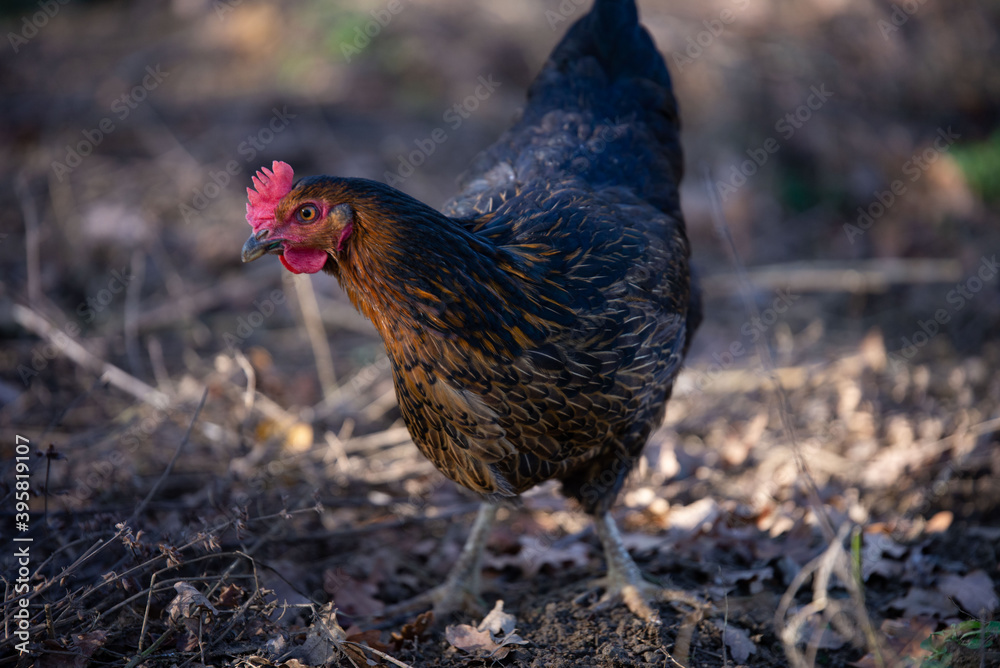Une Poule élevé en plein air Une Poule élevé en plein air