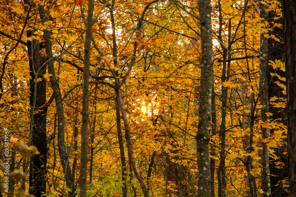 Fototapeta premium Sun at sunset in the forest in autumn.