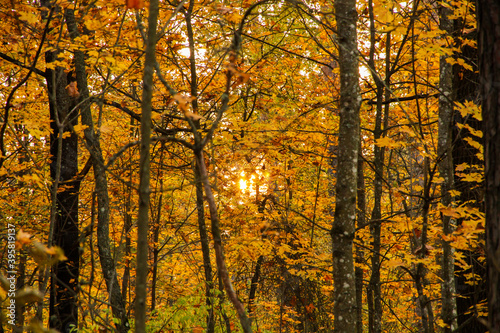 Sun at sunset in the forest in autumn.
