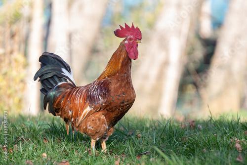 Coq élevé en plein air photo