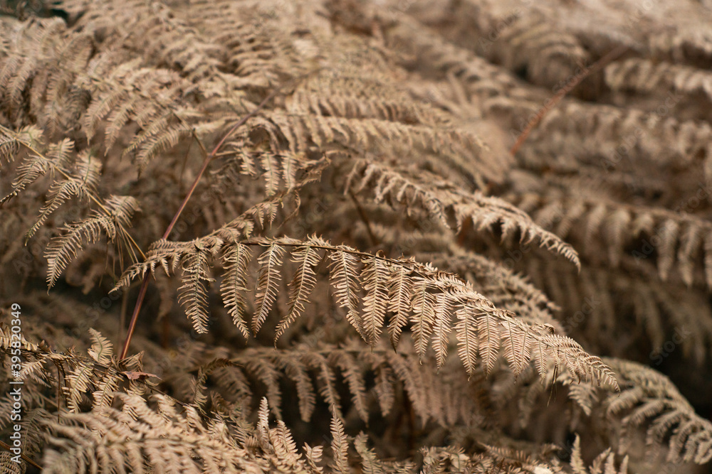 Dry fern leaves, beautiful neutral and natural background in trendy champagne color. Beige foliage pattern. Dry fern leaves, beautiful neutral and natural background in trendy champagne color. Beige foliage pattern.