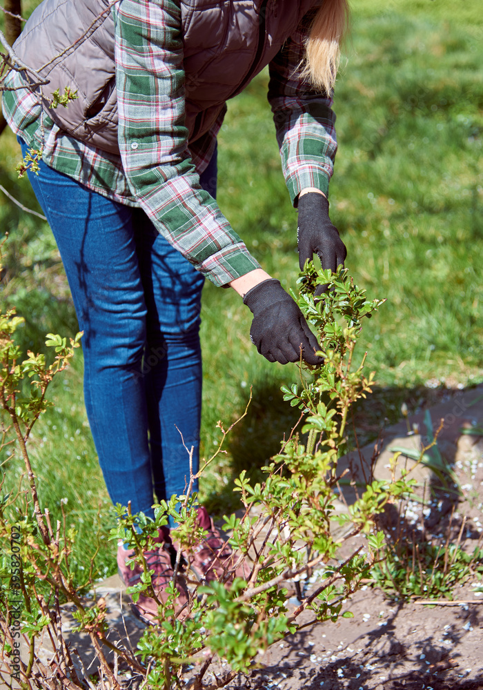 Obraz premium Working in the spring garden.