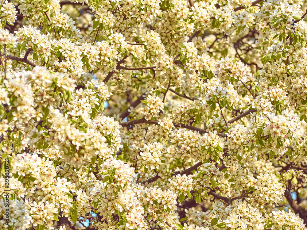Blooming pear in the garden. Blooming pear in the garden.