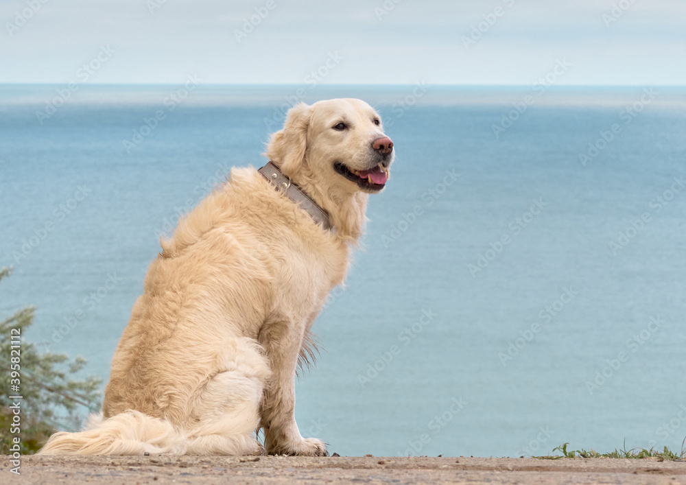 White golden labrador retriever dog on the beach