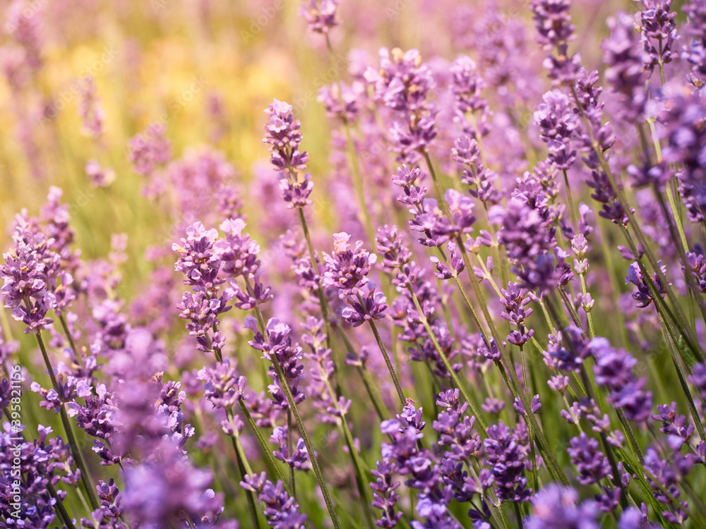 Obraz premium Soft focus on lavender flowers.