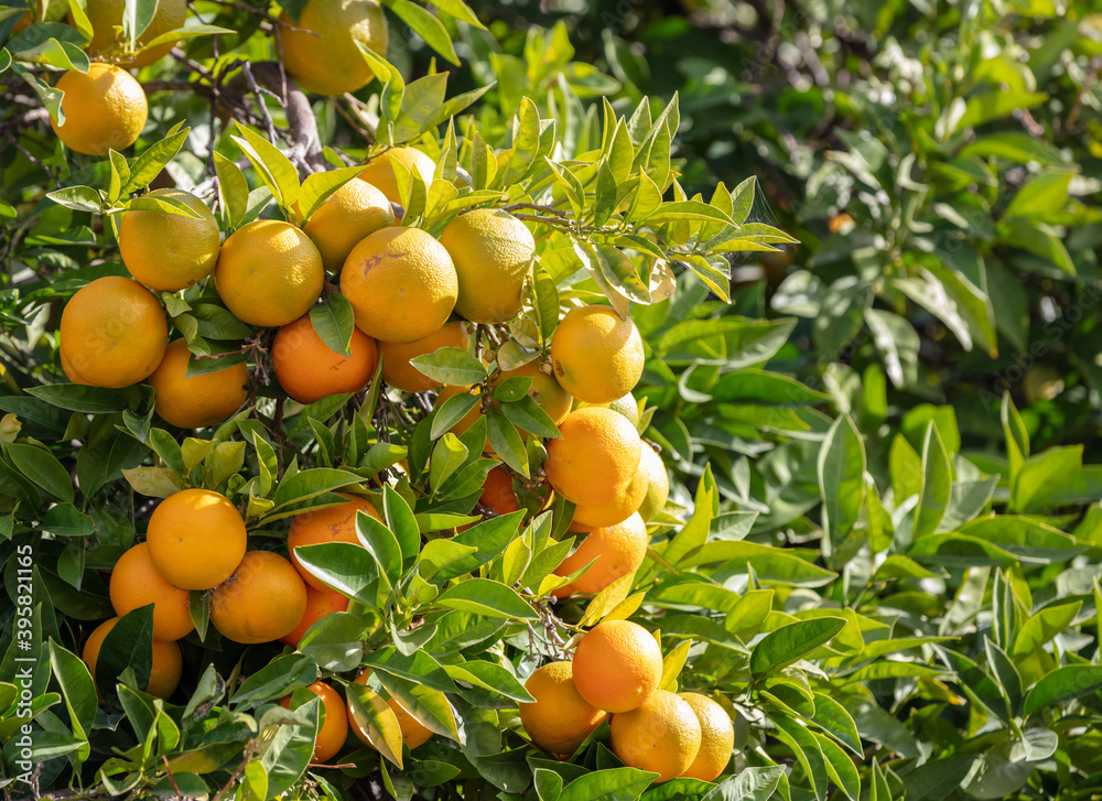 Orange tree loaded with ripe fruits background,