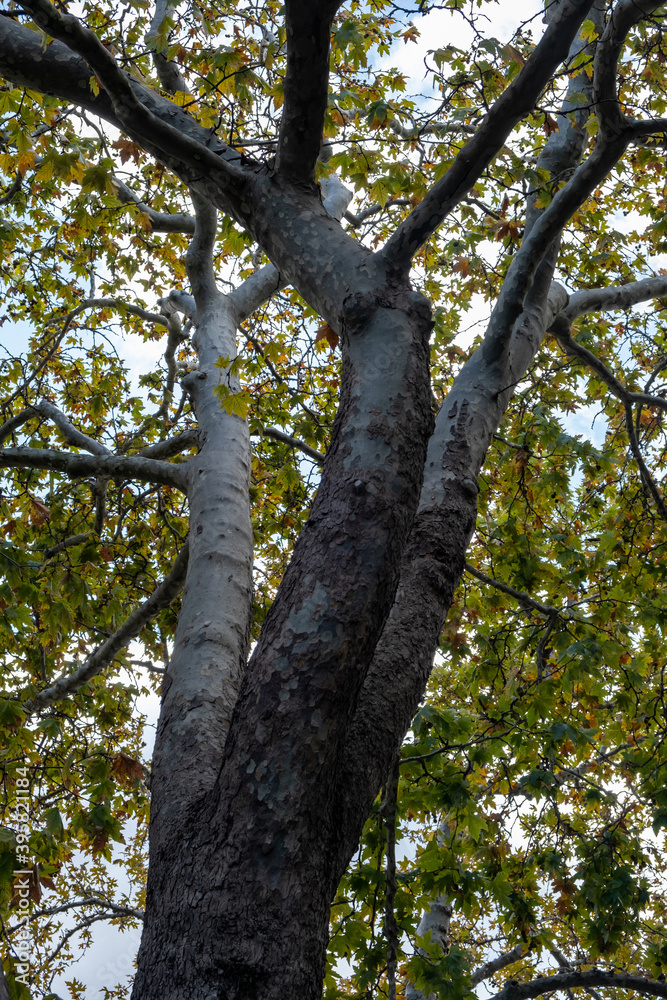 Plane tree bottom view, autumn. Green yellow leaves and cloudy sky