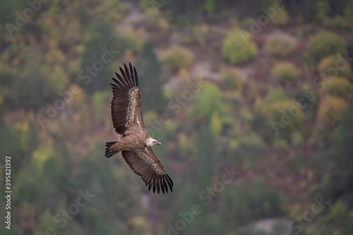 Fényképezés Vautour fauve Gyps fulvus en Provence