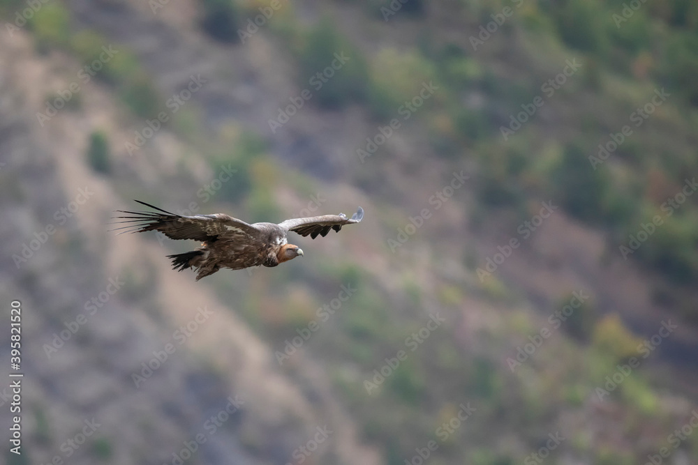 Fototapeta premium Vautour fauve Gyps fulvus en Provence