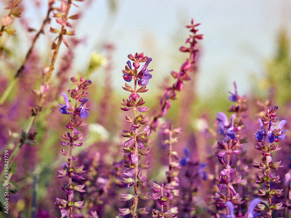 Fototapeta premium Purple sage flowers blooms in the summer meadow.