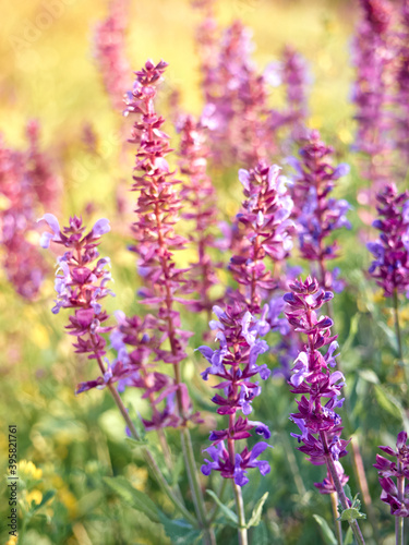 Purple sage flowers blooms in the summer meadow.