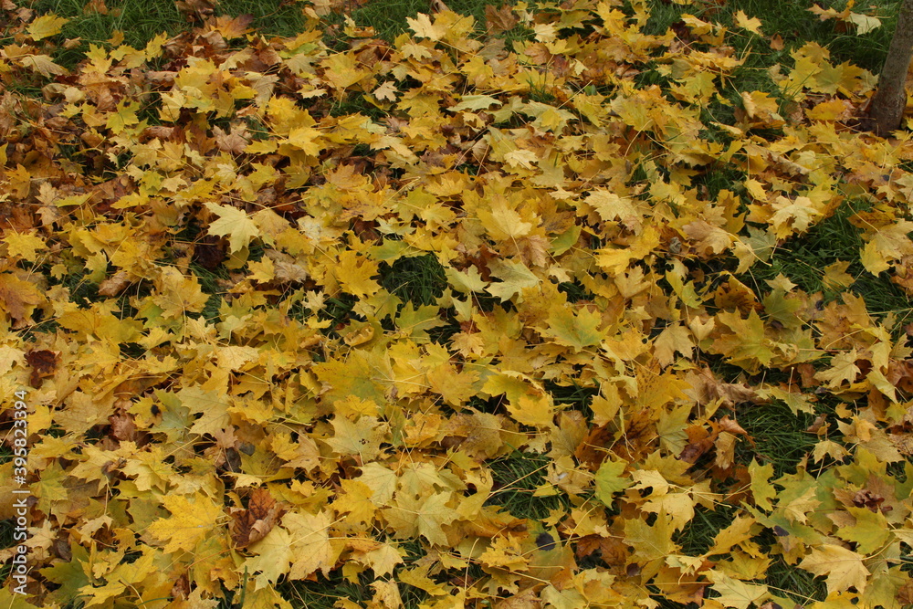 Yellow maple leaves lie on the green grass. This is an autumn still life
Yellow maple leaves lie on the green grass. This is an autumn still life