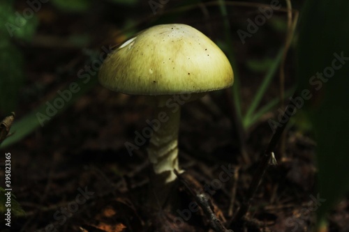 Amanita phalloides - deadly poisonous mushroom with a white or greenish hat 
