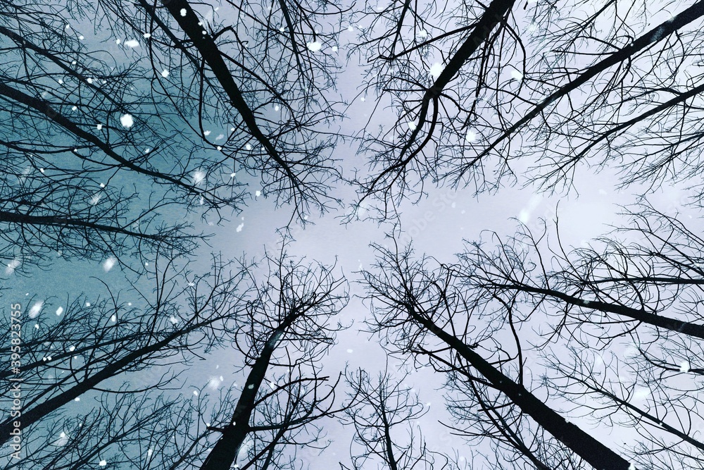 Obraz premium branches of a tree in winter