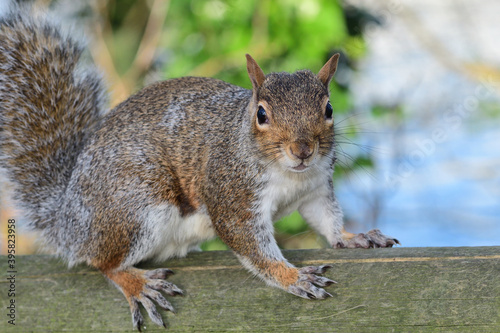 Portrait of a gray squirrel (sciurus carolinensis) on a wooden fence