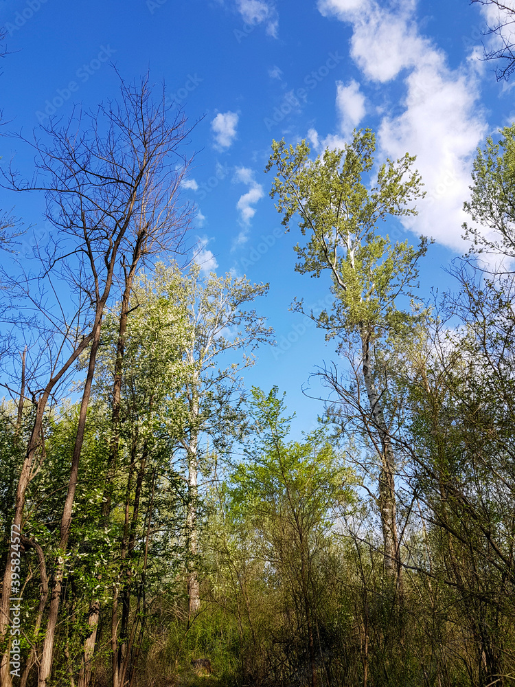 A low angle shot of green-leaved trees on a blue sky background A low angle shot of green-leaved trees on a blue sky background