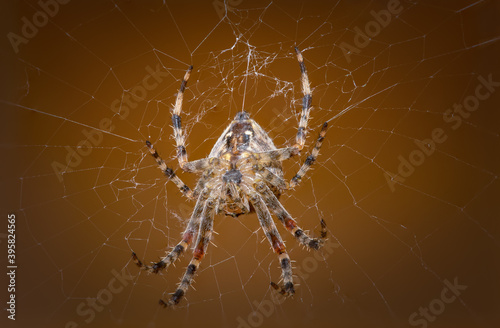 Closeup of cross spider on web