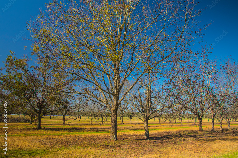 Rows of pecan trees and green grass in the south and blue sky Rows of pecan trees and green grass in the south and blue sky
