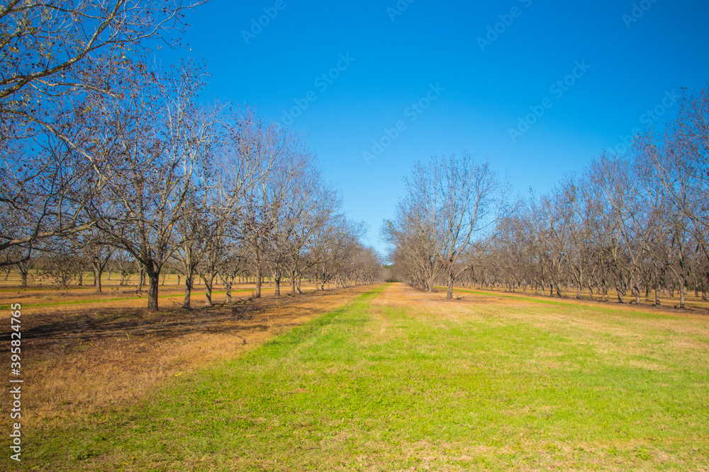 Rows of pecan trees and green grass in the south during the Fall Rows of pecan trees and green grass in the south during the Fall