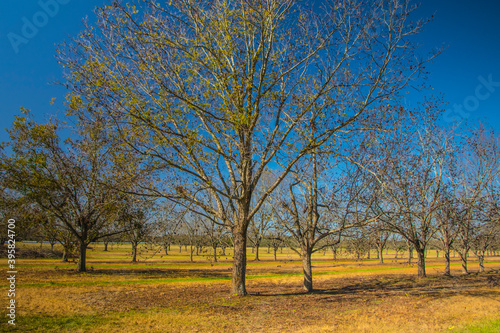 Rows of pecan trees and green grass in the south and blue sky