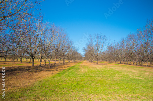Rows of pecan trees and green grass in the south during the Fall