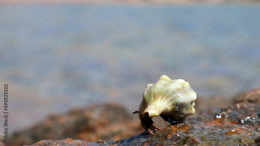 Cancer hermit crab crawling in sea shell on big rock near sea waves on beach in Greece. Selective focus, blurred background Cancer hermit crab crawling in sea shell on big rock near sea waves on beach in Greece. Selective focus, blurred background