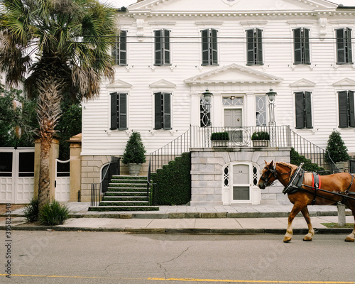Fototapeta Naklejka Na Ścianę i Meble -  Horse on the street, Charleston, South Carolina, USA