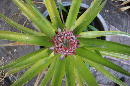 Wallpaper Mural piña en planta Torontodigital.ca