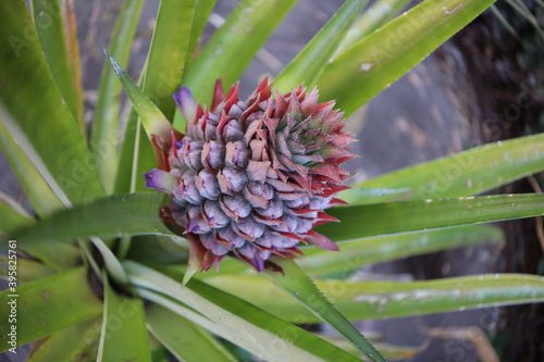 Wallpaper Mural flor de piña Torontodigital.ca