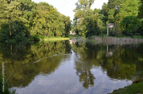 Glarieta, mała biała na starym stawie parkowym, Polska photo