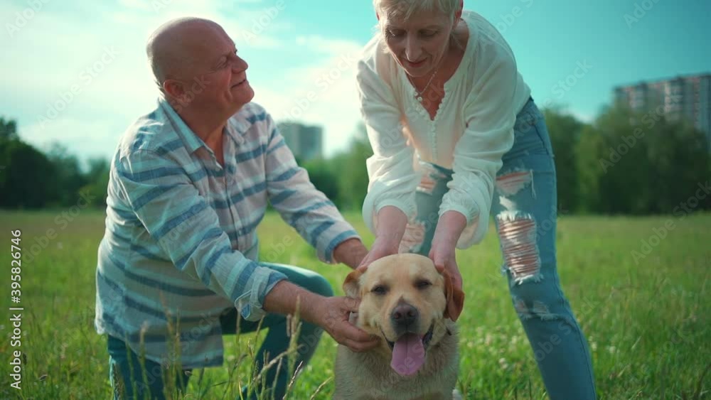 happy senior couple play with labrador retriever dog in sunny summer park happy senior couple play with labrador retriever dog in sunny summer park