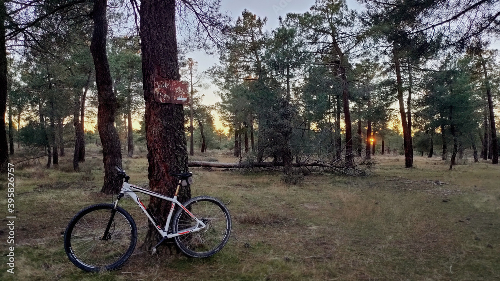 Paseo en bici por el bosque