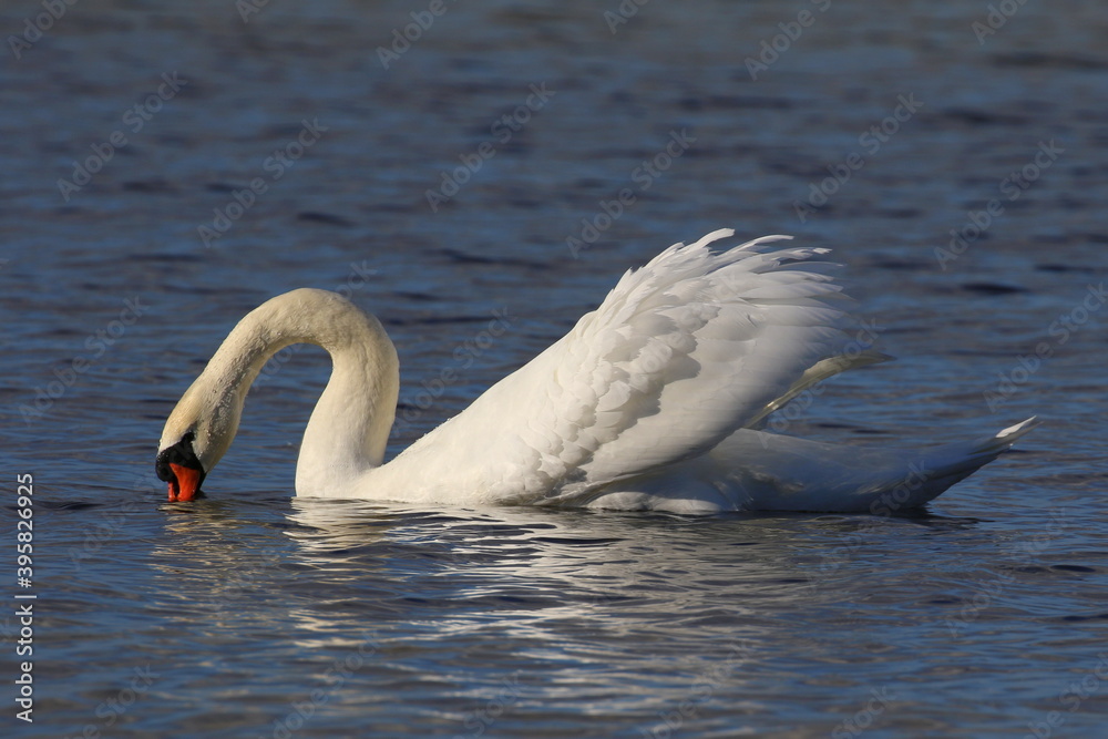 The mute swan floats on the water. The mating season. The mute swan floats on the water. The mating season.