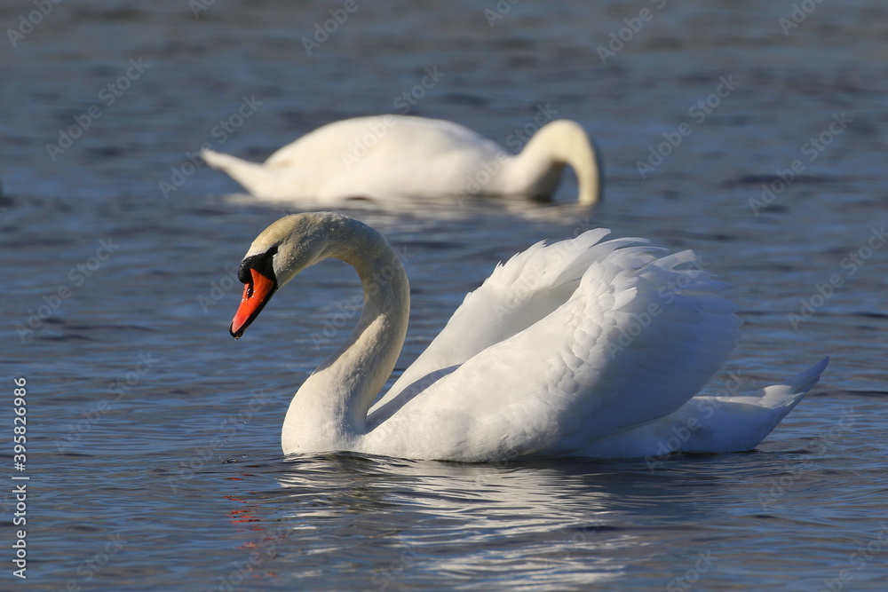 Fototapeta premium swans on the see