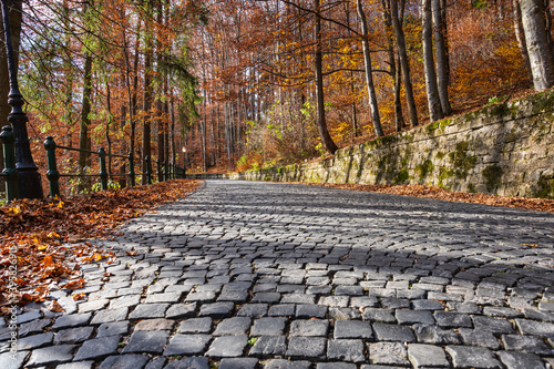 Obraz na płótnie Cobblestone road in the forest in autumn w salonie