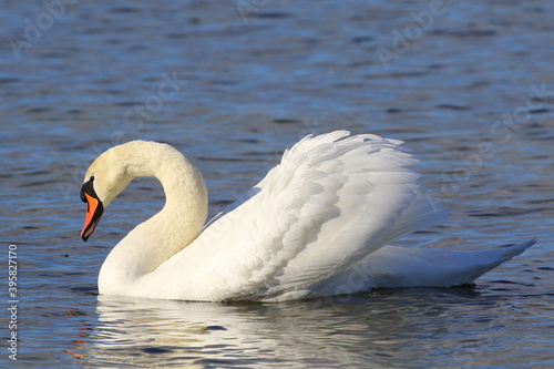 Fototapeta Naklejka Na Ścianę i Meble -  The mute swan floats on the water. The mating season.