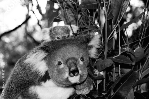 koala and bubs photo