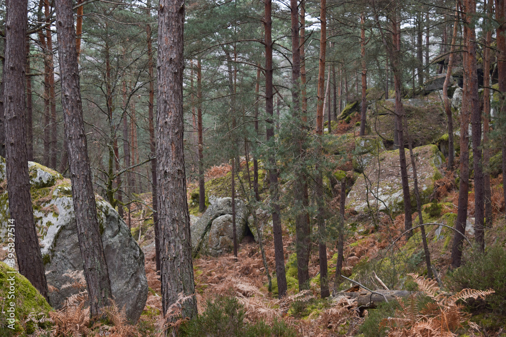 forest in autumn forest in autumn