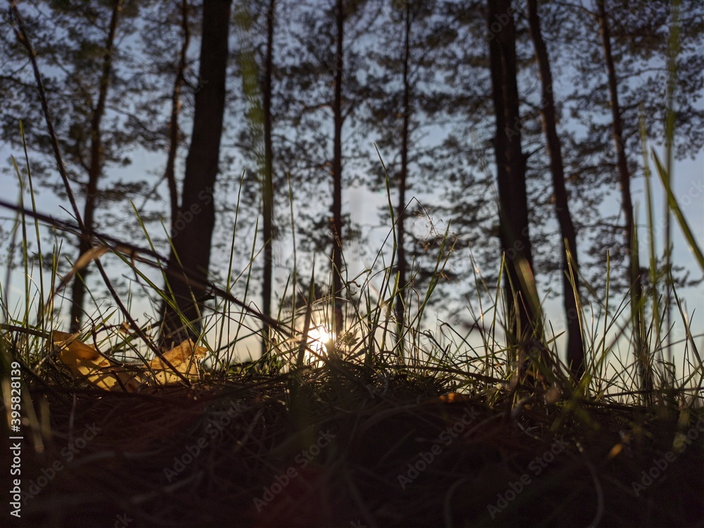 Obraz premium sunset in the forest