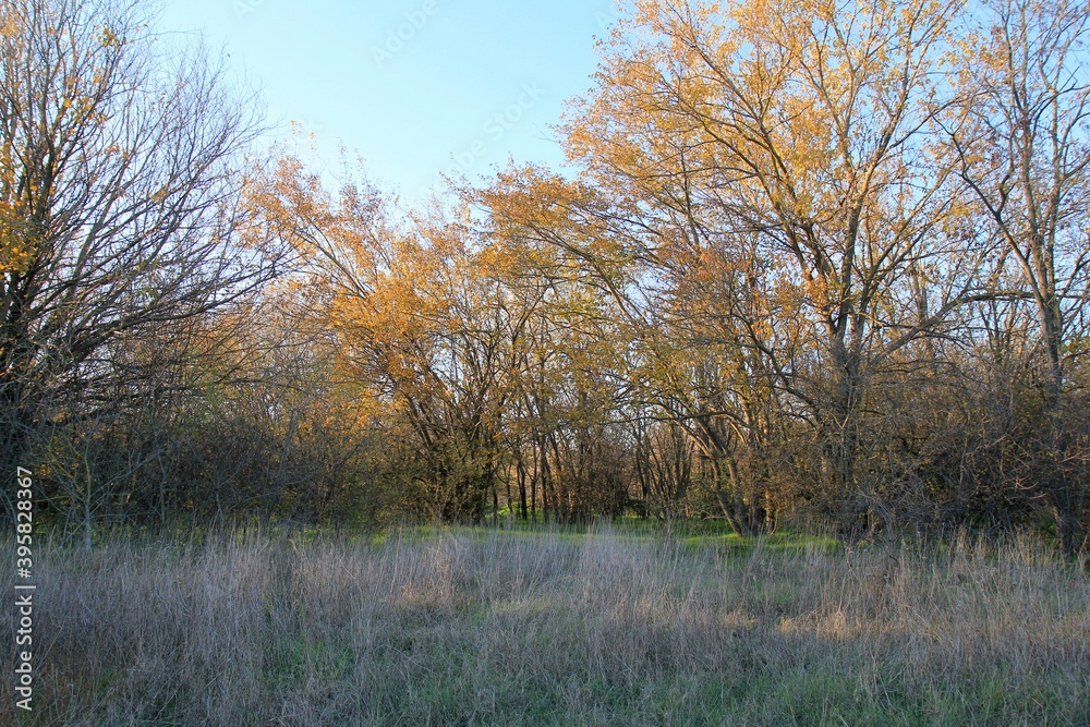 Trees with yellow leaves in the autumn forest Trees with yellow leaves in the autumn forest