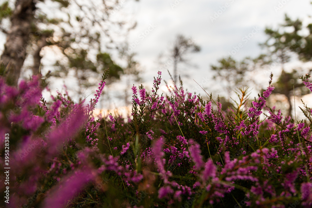 heather flowers Calluna and trees in the background swamp in the morning and cloudy sky heather flowers Calluna and trees in the background swamp in the morning and cloudy sky